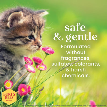 Burt'S Bees for Kittens Natural Tearless Shampoo with Buttermilk Cat Shampoo, Kitten Shampoo - Cat Grooming Supplies, Cat Bath Supplies, Shampoo for Cats, Kitty Shampoo, Pet Shampoo