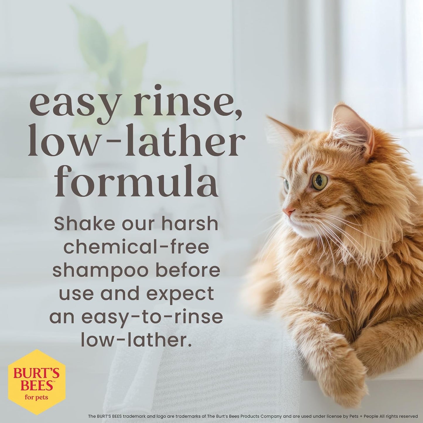 Burt'S Bees for Kittens Natural Tearless Shampoo with Buttermilk Cat Shampoo, Kitten Shampoo - Cat Grooming Supplies, Cat Bath Supplies, Shampoo for Cats, Kitty Shampoo, Pet Shampoo