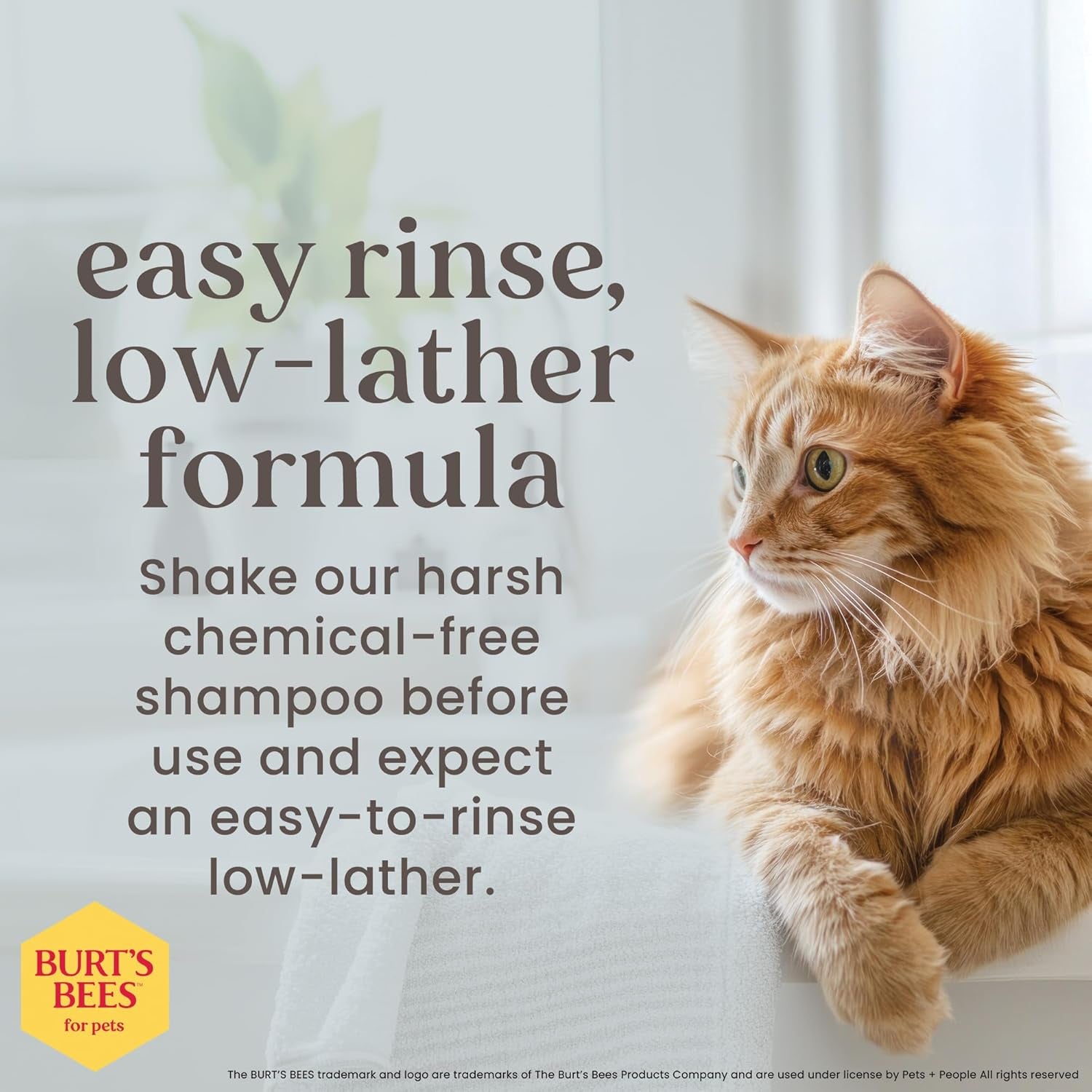 Burt'S Bees for Kittens Natural Tearless Shampoo with Buttermilk Cat Shampoo, Kitten Shampoo - Cat Grooming Supplies, Cat Bath Supplies, Shampoo for Cats, Kitty Shampoo, Pet Shampoo